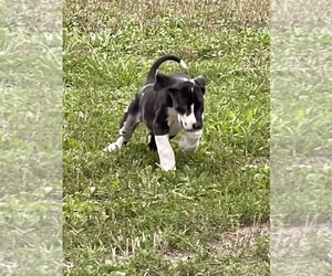Great Dane Puppy for sale in WOODBINE, GA, USA