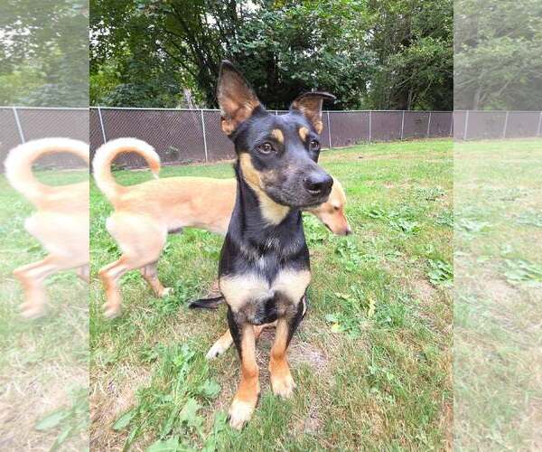 Medium Photo #2 Dorgi Puppy For Sale in Arlington, WA, USA