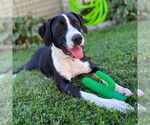 Small #4 Labrador Retriever Mix