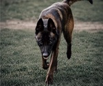Small Photo #1 Belgian Malinois Puppy For Sale in TRENTON, GA, USA