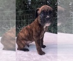 Small #1 Boxer