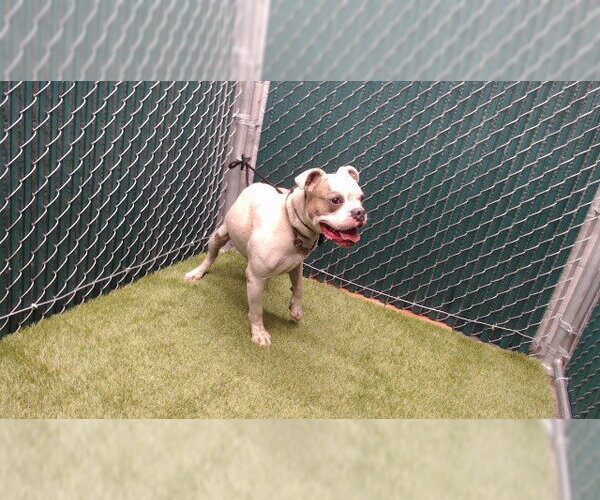 Medium Photo #1 Bulldog-Unknown Mix Puppy For Sale in Downey, CA, USA