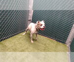 Small Bulldog Mix
