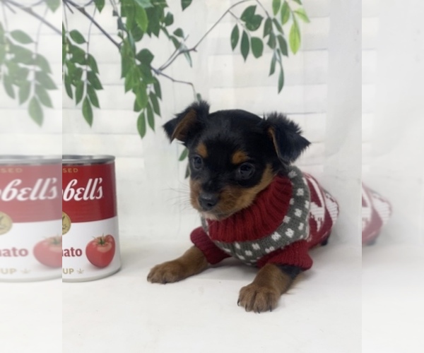 Medium Photo #24 Shorkie Tzu Puppy For Sale in SELLERSBURG, IN, USA