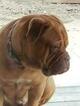 Small Photo #11 Dogue de Bordeaux Puppy For Sale in DIABLO GRANDE, CA, USA