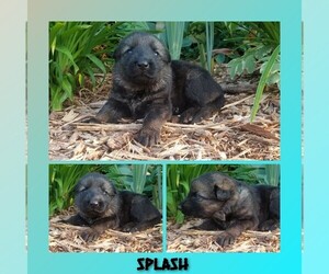 German Shepherd Dog Puppy for Sale in BROOKFIELD, Missouri USA