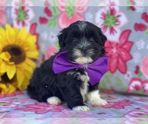 Havanese Puppy for sale in LANCASTER, PA, USA