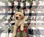 Puppy Snow buddy Golden Retriever