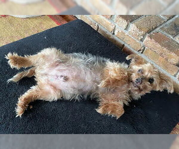 Medium Photo #2 Mutt Puppy For Sale in St. Cloud, MN, USA