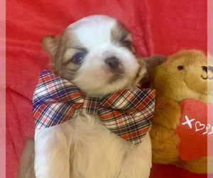 Shih Tzu Puppy for sale in KANSAS CITY, MO, USA