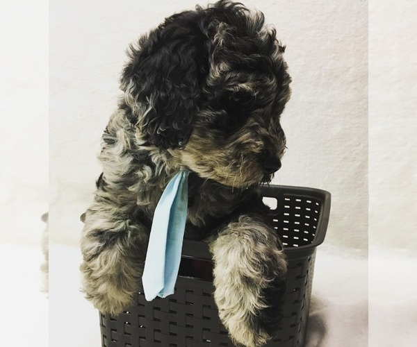 Medium Photo #1 Labradoodle Puppy For Sale in COLCHESTER, CT, USA