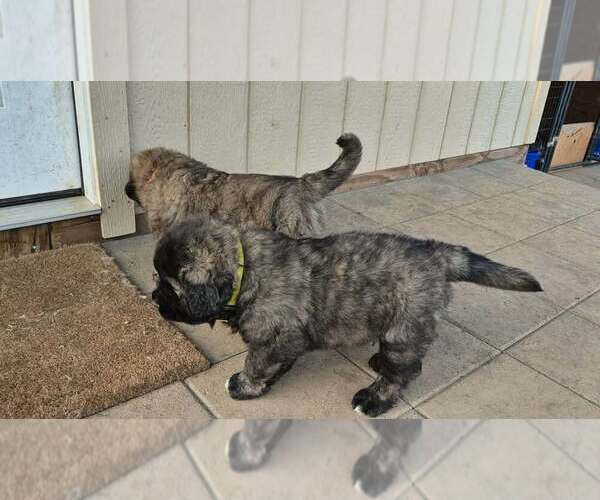 Medium Photo #7 Caucasian Shepherd Dog Puppy For Sale in NORTH PLAINS, OR, USA