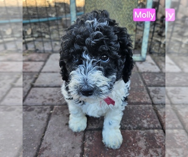 Medium Photo #3 Poodle (Miniature) Puppy For Sale in WHITEWATER, WI, USA