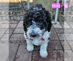 Small #2 Poodle (Miniature)