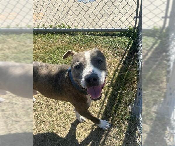 Medium Photo #3 American Pit Bull Terrier-Unknown Mix Puppy For Sale in Corpus Christi, TX, USA