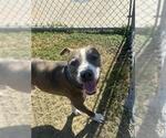 Small #2 American Pit Bull Terrier Mix