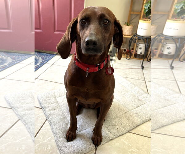 Medium Photo #2 Coonhound-Unknown Mix Puppy For Sale in Wakefield, RI, USA