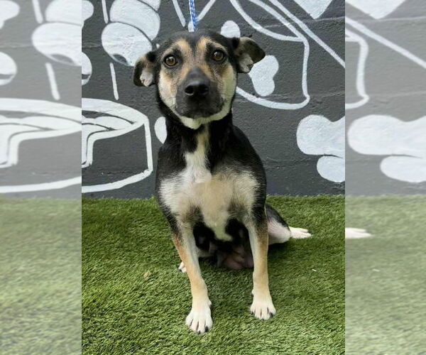 Medium Photo #1 Beagle-Unknown Mix Puppy For Sale in Brewster, NY, USA
