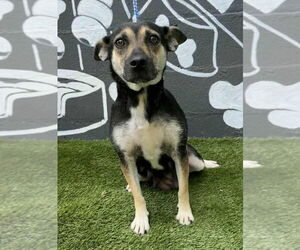 Beagle-Unknown Mix Dogs for adoption in Brewster, NY, USA