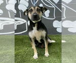 Small Beagle Mix