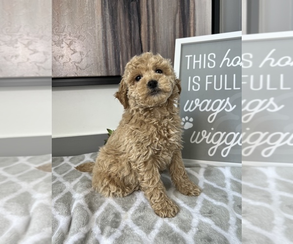 Medium Photo #5 Goldendoodle Puppy For Sale in FRANKLIN, IN, USA