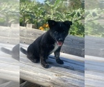 Small Photo #2 Alaskan Husky-Pomeranian Mix Puppy For Sale in DETROIT, MI, USA