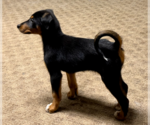 Small #7 Doberman Pinscher Mix