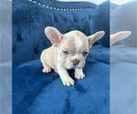 Small Photo #16 French Bulldog Puppy For Sale in JERSEY CITY, NJ, USA