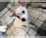 Small #2 Chihuahua Mix