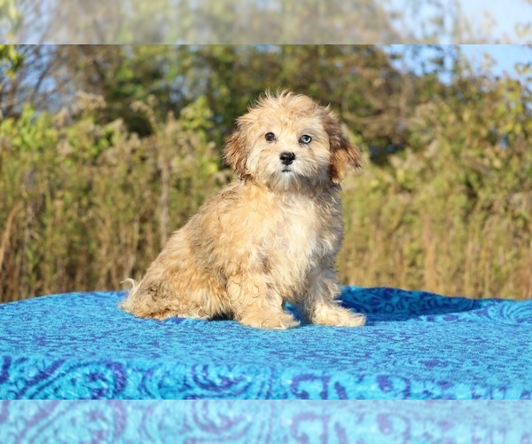 Medium Photo #3 ShihPoo Puppy For Sale in DYERSBURG, TN, USA