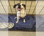 Small Pointer Mix