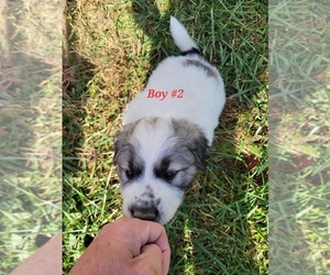 Great Pyrenees Puppy for Sale in ROCKWELL, North Carolina USA