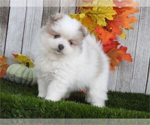 Pomeranian Puppy for sale in FORT LAUDERDALE, FL, USA