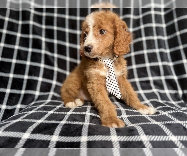 Medium Photo #5 Cockapoo (Miniature) Puppy For Sale in LAKELAND, FL, USA