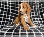 Small #4 Cockapoo (Miniature)