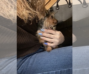 Yorkshire Terrier Puppy for sale in LOWELL, MA, USA