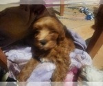 Small #2 Cavapoo (Miniature)-Goldendoodle Mix