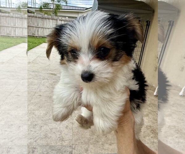 Medium Photo #2 Mutt Puppy For Sale in Boca Raton, FL, USA