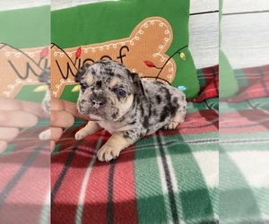 French Bulldog Puppy for sale in STELLA, MO, USA