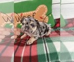 Small Photo #1 French Bulldog Puppy For Sale in STELLA, MO, USA