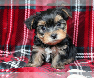 Yorkshire Terrier Puppy for sale in MERCED, CA, USA