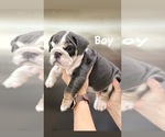 Small #10 English Bulldog