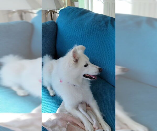 Medium Photo #2 American Eskimo Dog Puppy For Sale in Pikesville, MD, USA