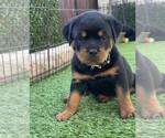 Small #6 Rottweiler