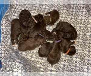 Aussiedoodle Puppy for sale in ROME, GA, USA