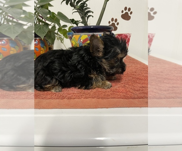 Medium Photo #3 Yorkshire Terrier Puppy For Sale in FORT WORTH, TX, USA