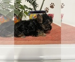Small Photo #3 Yorkshire Terrier Puppy For Sale in FORT WORTH, TX, USA