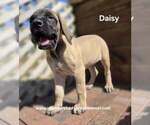Daisy - Female Mastiff Puppy for Sale - Small photo