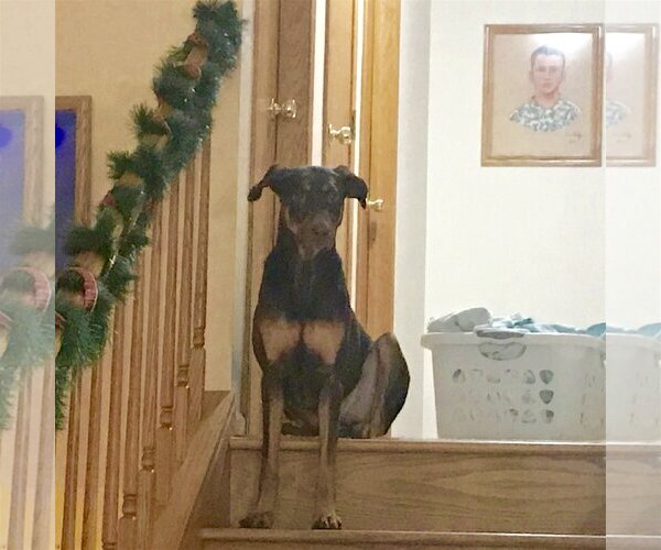 Medium Photo #10 Doberman Pinscher-Unknown Mix Puppy For Sale in Minneaoplis, MN, USA