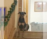 Small #9 Doberman Pinscher Mix